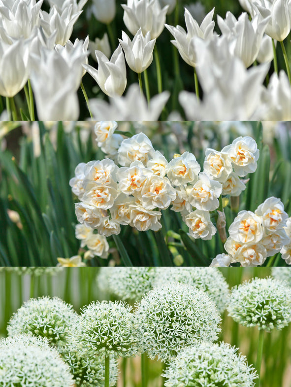 Soto White - Bulb Collection - Wide